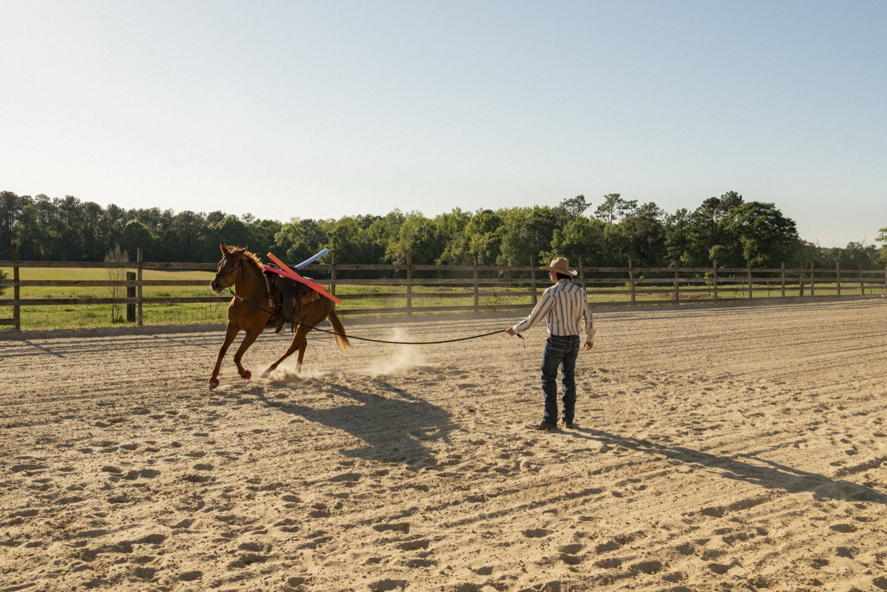 Lunging a colt in the round pen