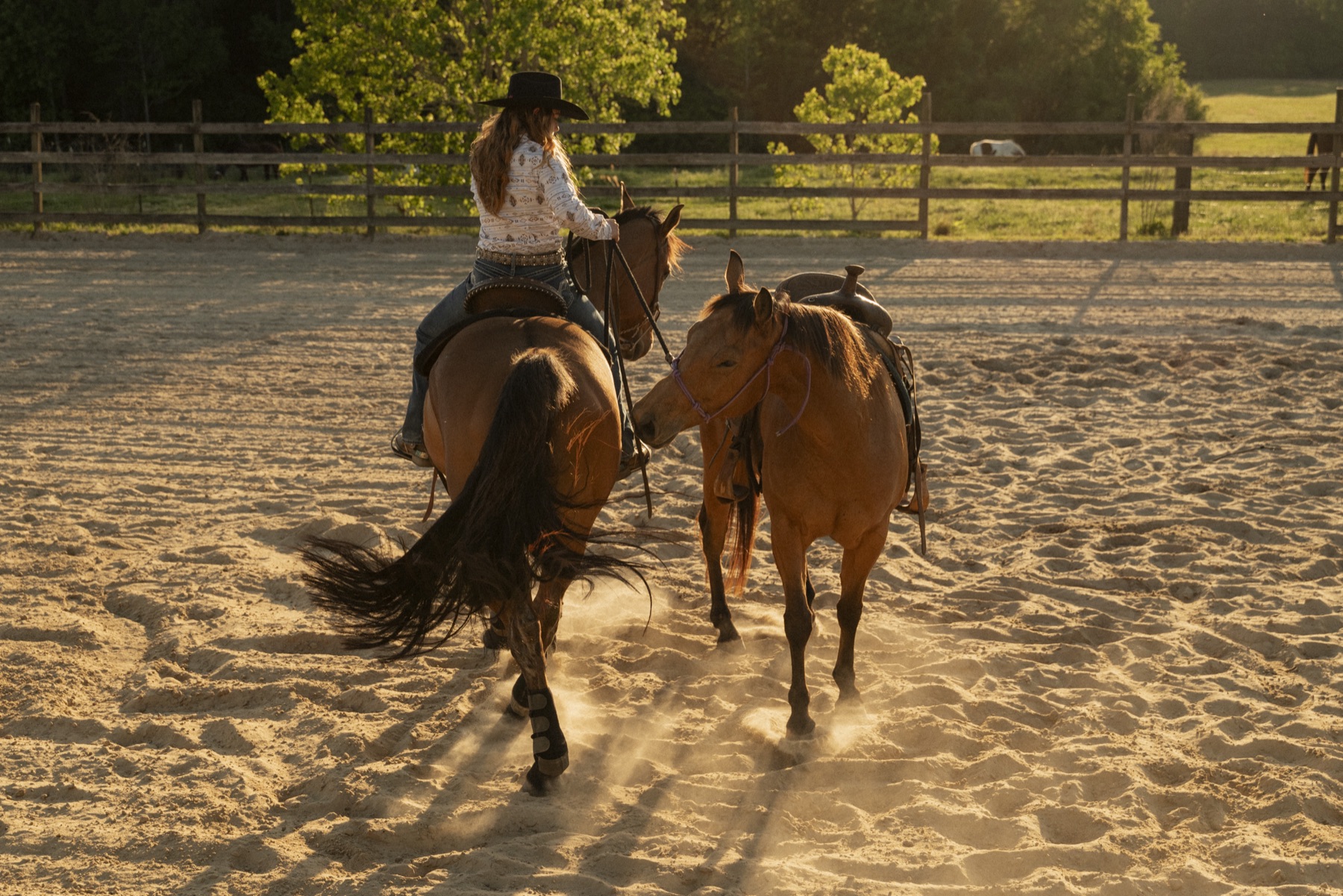 Ponying a colt off a finished horse